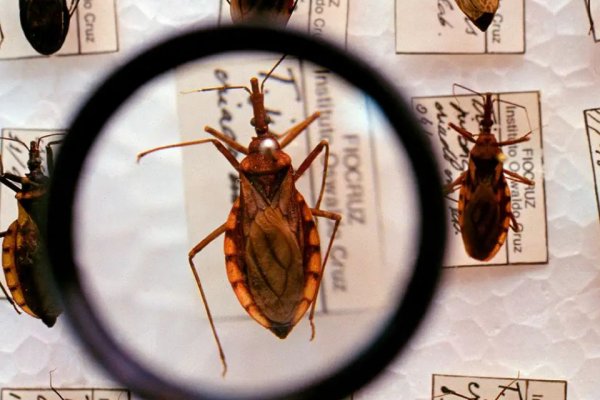 [Brasil segue líder mundial em mortes por Chagas, apesar da queda de casos e óbitos, diz estudo global]