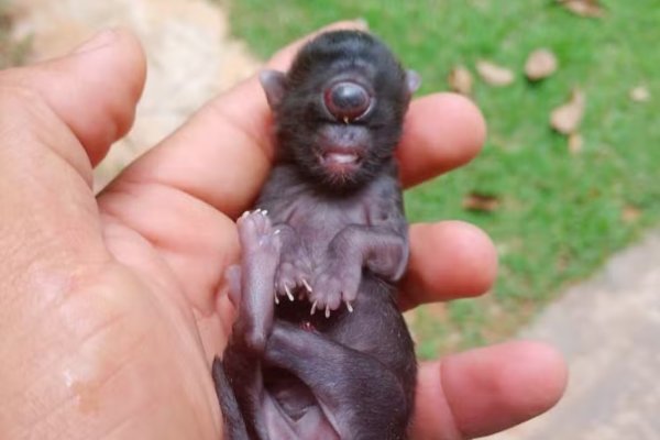 ['Gato ciclope': filhote nasce com um olho só e chama atenção de moradores em Rondônia]