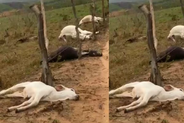 [Vídeo: oito bovinos da raça nelore morrem após serem atingidos por raio na Bahia ]