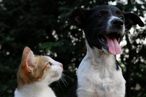 [Prefeitura de Salvador sanciona lei que autoriza presença de animais comunitários em condomínios]