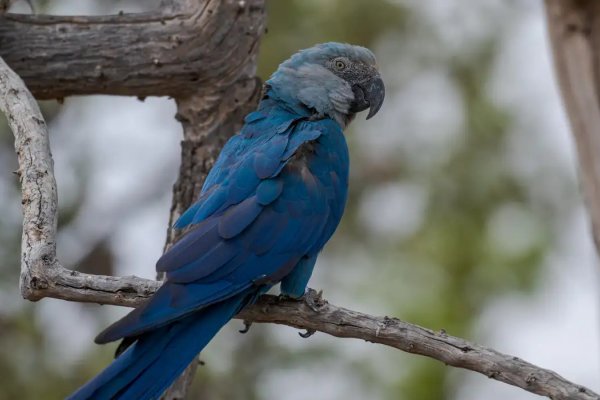 [ICMBio afirma que outras ararinhas-azuis de criadouro na Bahia testaram positivo para vírus]