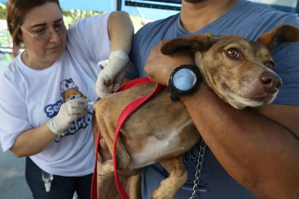 [Prefeitura de Salvador emite alerta epidemiológico após cão ser diagnosticado com raiva]