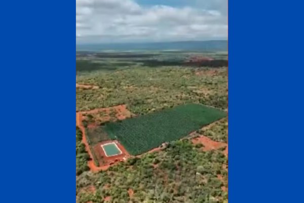 [Quase 200 mil pés de maconha são encontrados em plantação na Bahia]