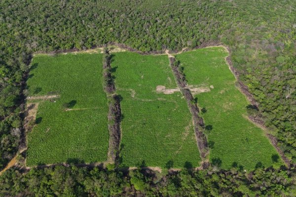 [Mais de 4 toneladas de maconha do tipo skunk são apreendidas em Xique-Xique, no oeste da Bahia]