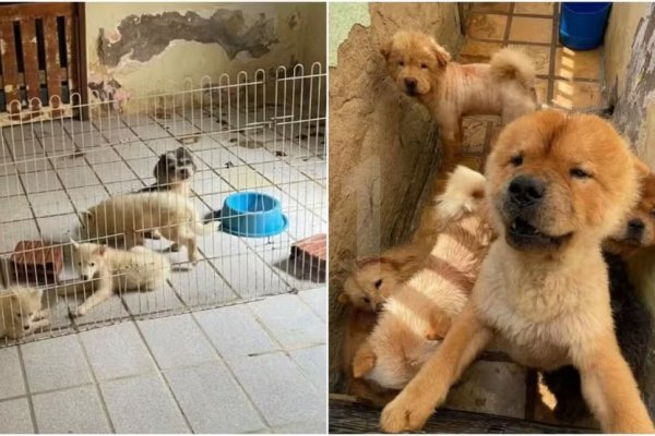 [Proprietária de canil é presa por maus-tratos a 121 animais ]