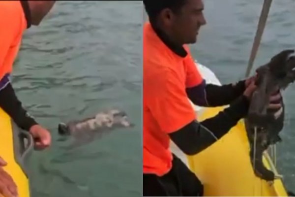 [Vídeo: bicho-preguiça é resgatado do mar por banhista, em São Paulo ]