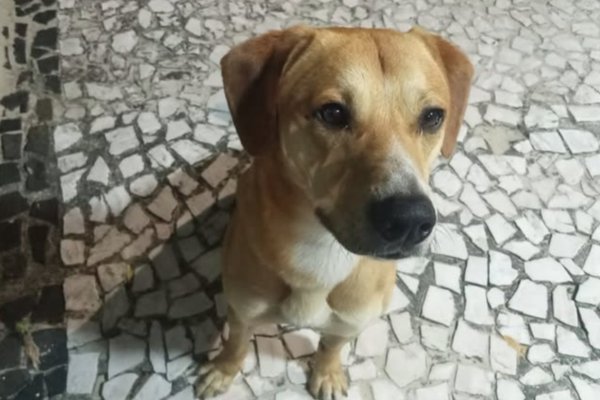 [Caso Cão Orelha: polícia descarta que adolescentes envolvidos tenham tentado afogar cão Caramelo]