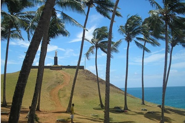 [Vídeo: biólogo denuncia podação excessiva de coqueiros na Barra-Ondina; Prefeitura se manifesta ]