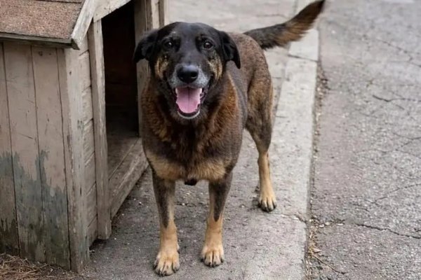 [Ministério Público de SC solicita exumação do corpo do cão Orelha ]