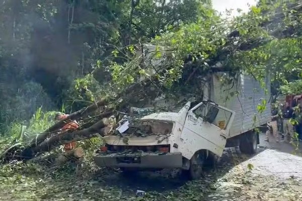 [Árvore cai em cima de caminhão e deixa dois mortos na Bahia]