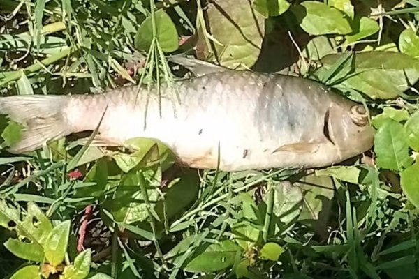 [Peixes aparecem mortos em barragem de Feira de Santana]