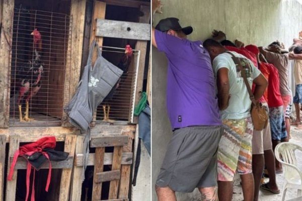 [PM desarticula rinha de galo em Salvador; R$150 mil são apreendidos e mais de 30 animais são resgatados ]