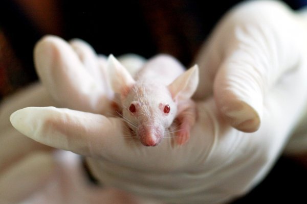 [Pasteur quer monitorar ratos em SP em busca de vírus que podem infectar humanos]