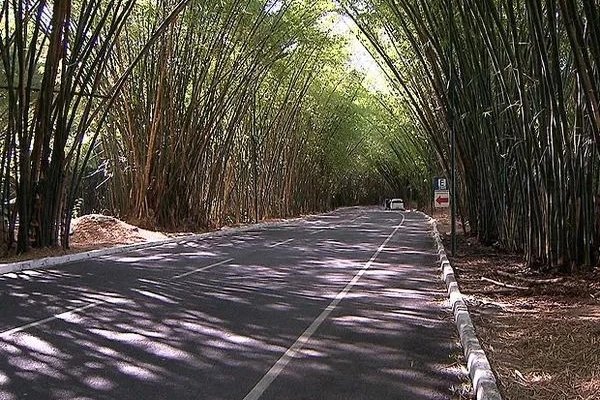 [Homem é baleado após ter carro roubado no bambuzal do Aeroporto de Salvador]