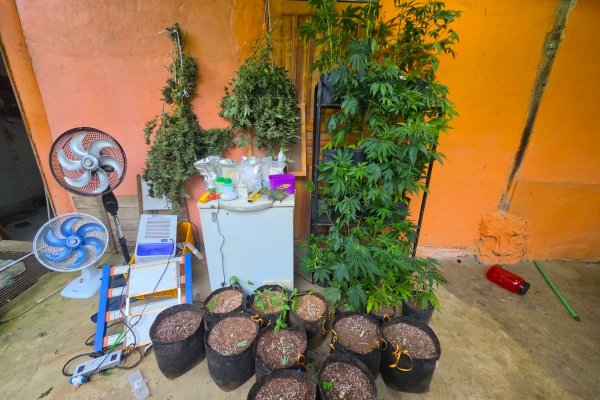 [Material usado para plantar maconha é apreendido por policiais em imóvel abandonado na cidade de Itacaré]