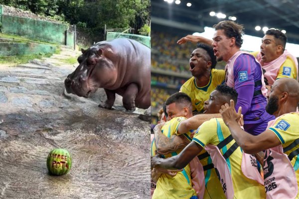 Vídeo: Hipopótamo [Vídeo: Hipopótamo
