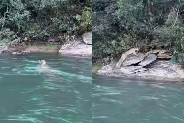 [Vídeo: onça-parda é flagrada por pescador ao tomar banho em rio no Goiás ]