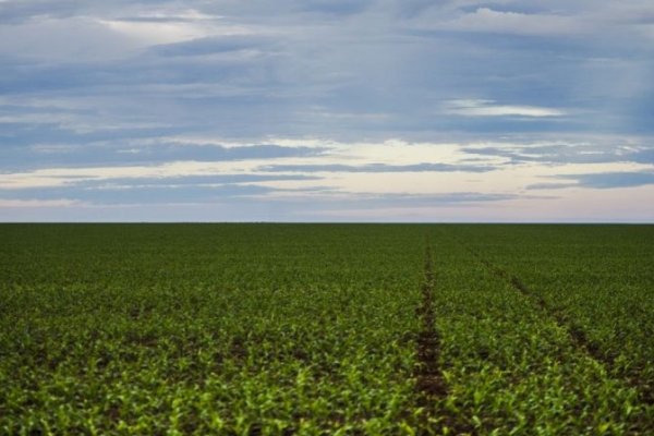 [Novas tarifas deverão atingir acima de 36% das exportações do agro brasileiro para os EUA ]