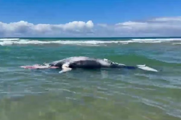 [Filhote recém-nascido de baleia-jubarte é achado morto em praia do litoral baiano ]