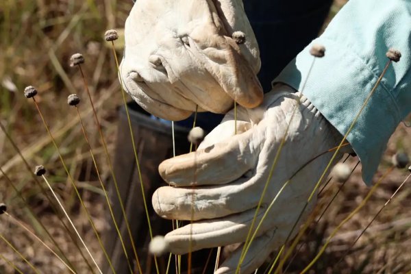 [Pesquisadores encontram plantas consideradas extintas há 30 anos]