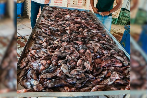 [Pescadores capturam cerca de 500 peixes-leão no sul da Bahia]