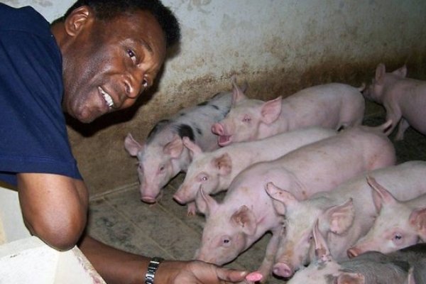 [Fazenda onde Pelé criou gado, peixes e porcos é colocada à venda por R$ 35 milhões]