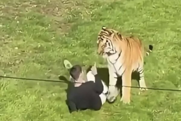 [Vídeo: homem morre após entrar em recinto de tigre em zoológico na Inglaterra]
