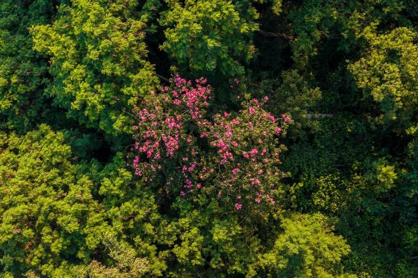 [Recuperação natural de florestas ajuda a reduzir presença de árvores invasoras, aponta estudo]