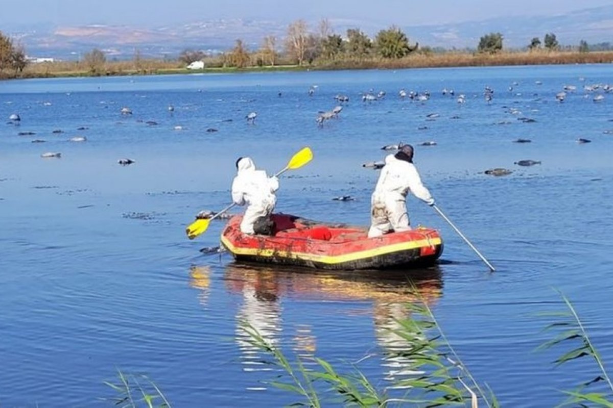 Gripe aviária: cinco mil aves morreram em uma reserva de Israel