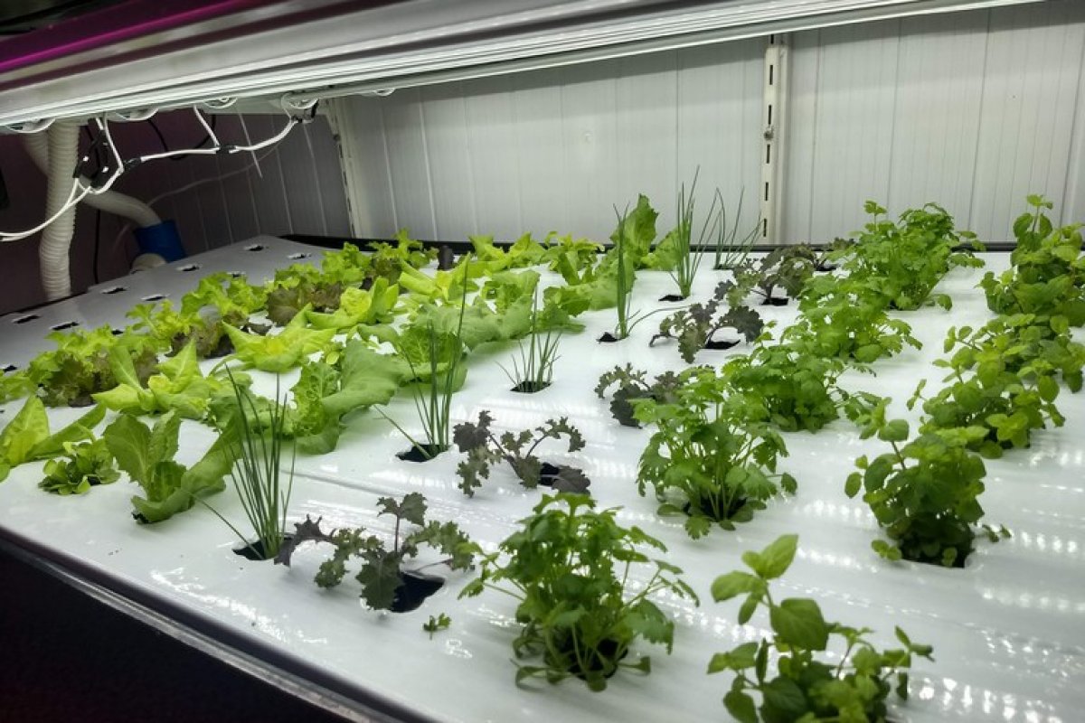 Hortas comunitárias e fazendas verticais são alternativas para agricultura urbana