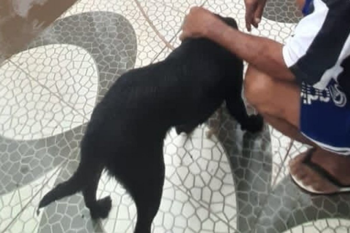 No interior da Bahia, cachorro é resgatado após quatro dias ilhado em telhado de imóvel