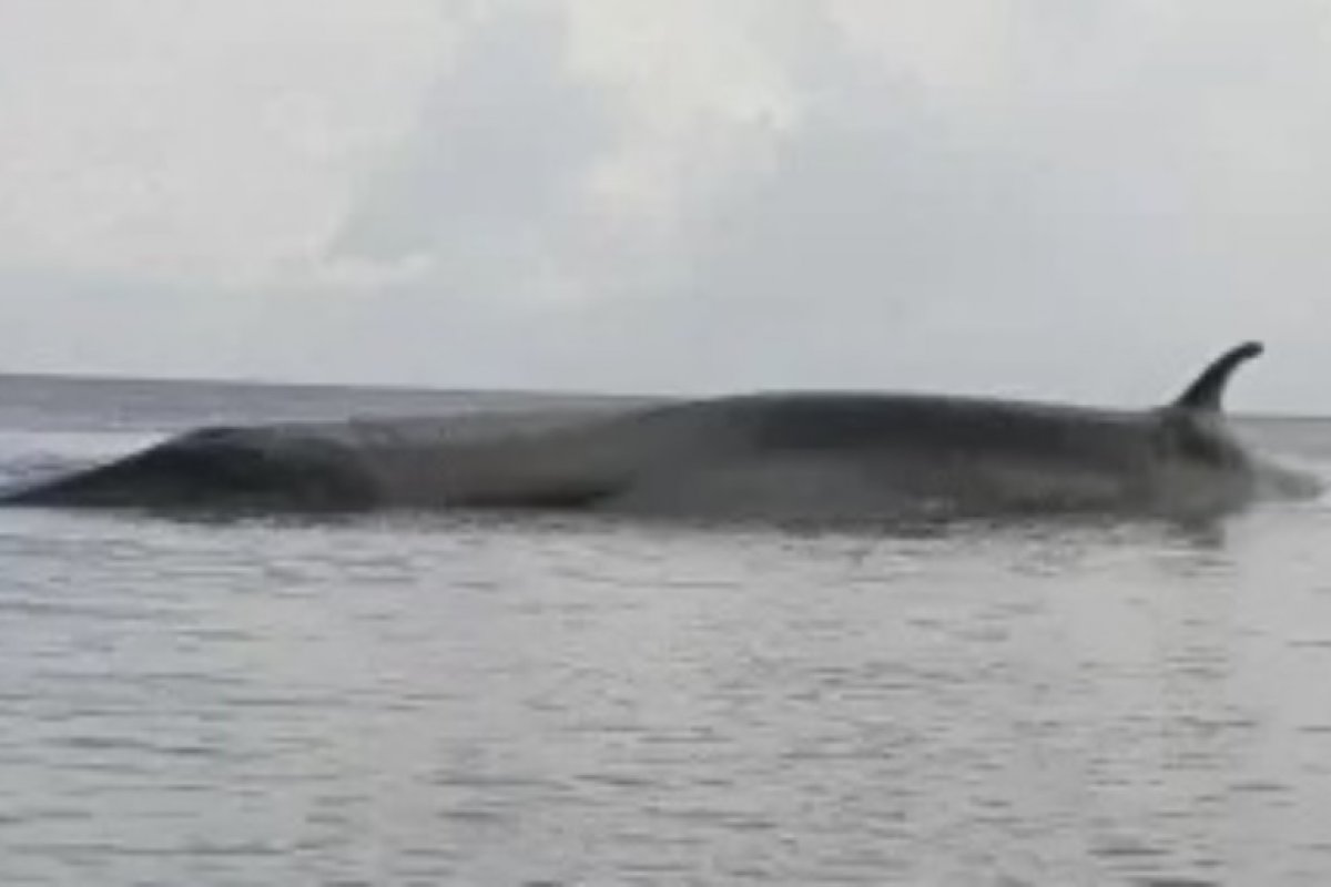 Baleia encalha e morre em praia de arquipélogo do Pará