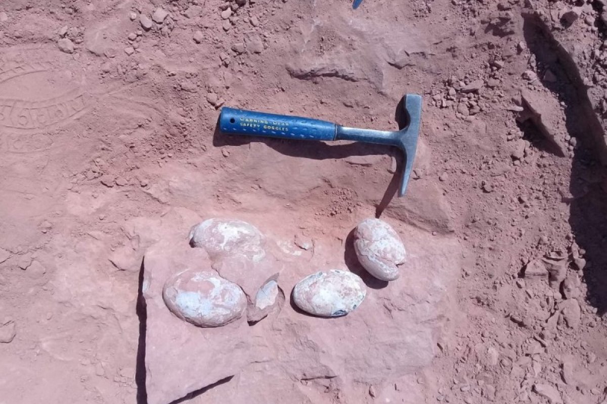 Ovos de dinossauro são encontrados em fósseis achados no interior de SP