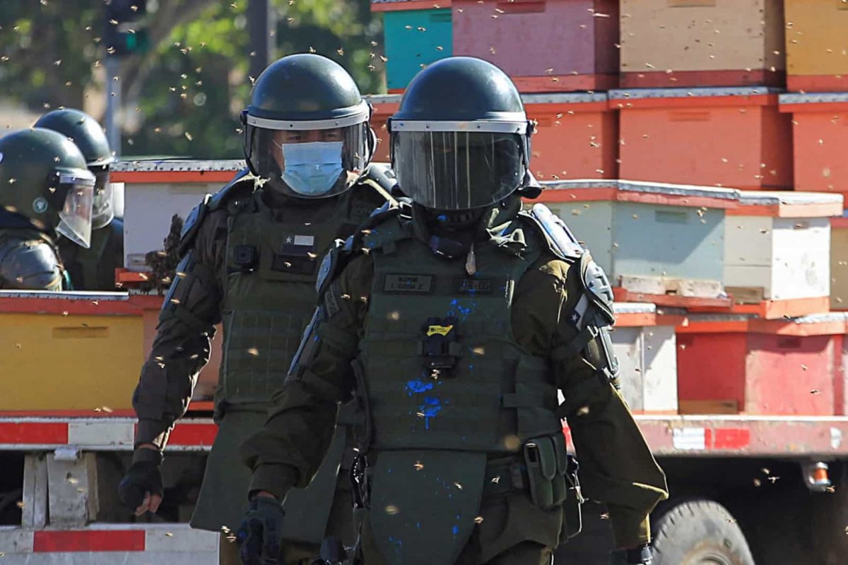 Policiais ficam feridos por picadas de abelha em protesto de apicultores no Chile
