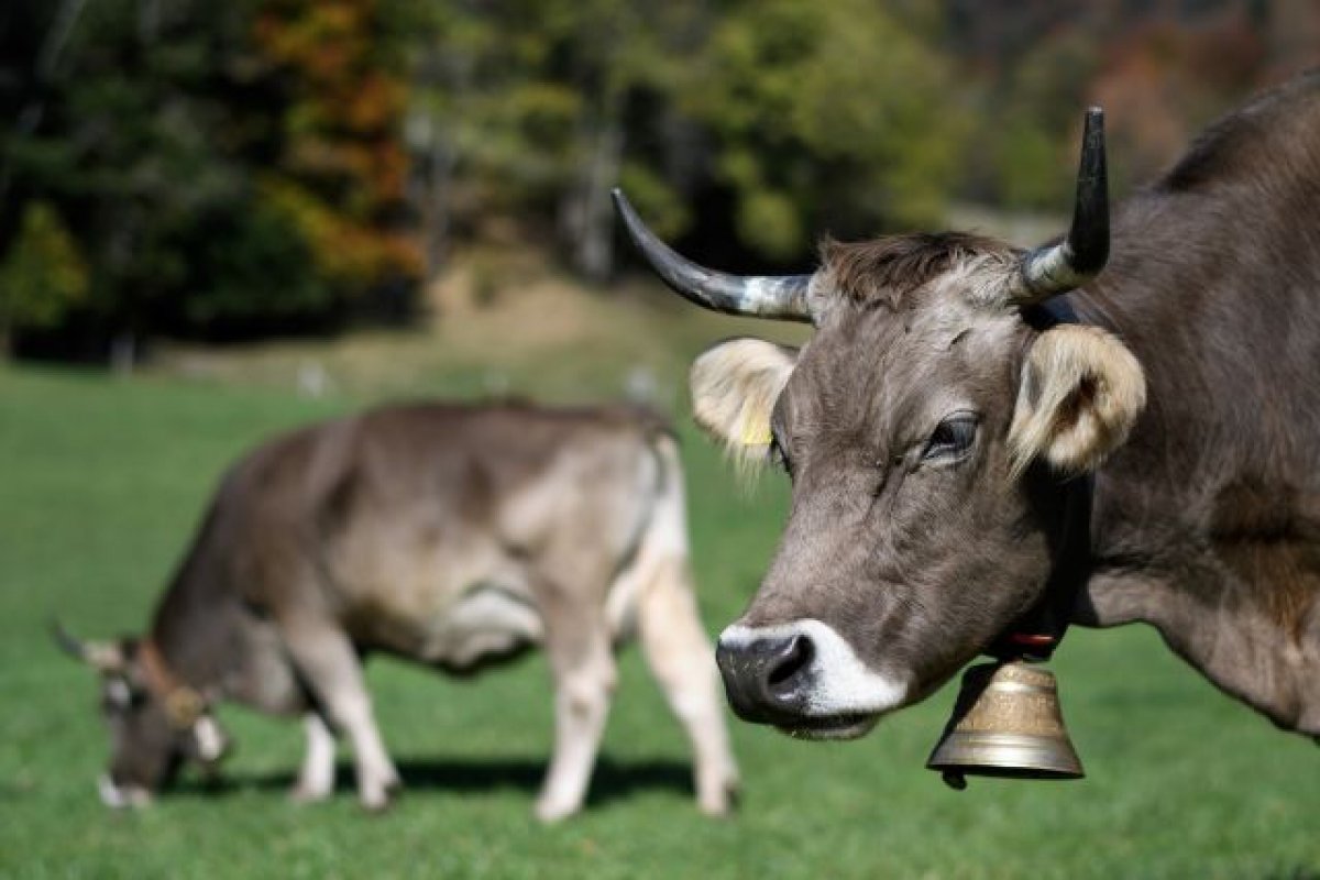 No Japão, primeira vaca clonada no mundo morre aos 21 anos