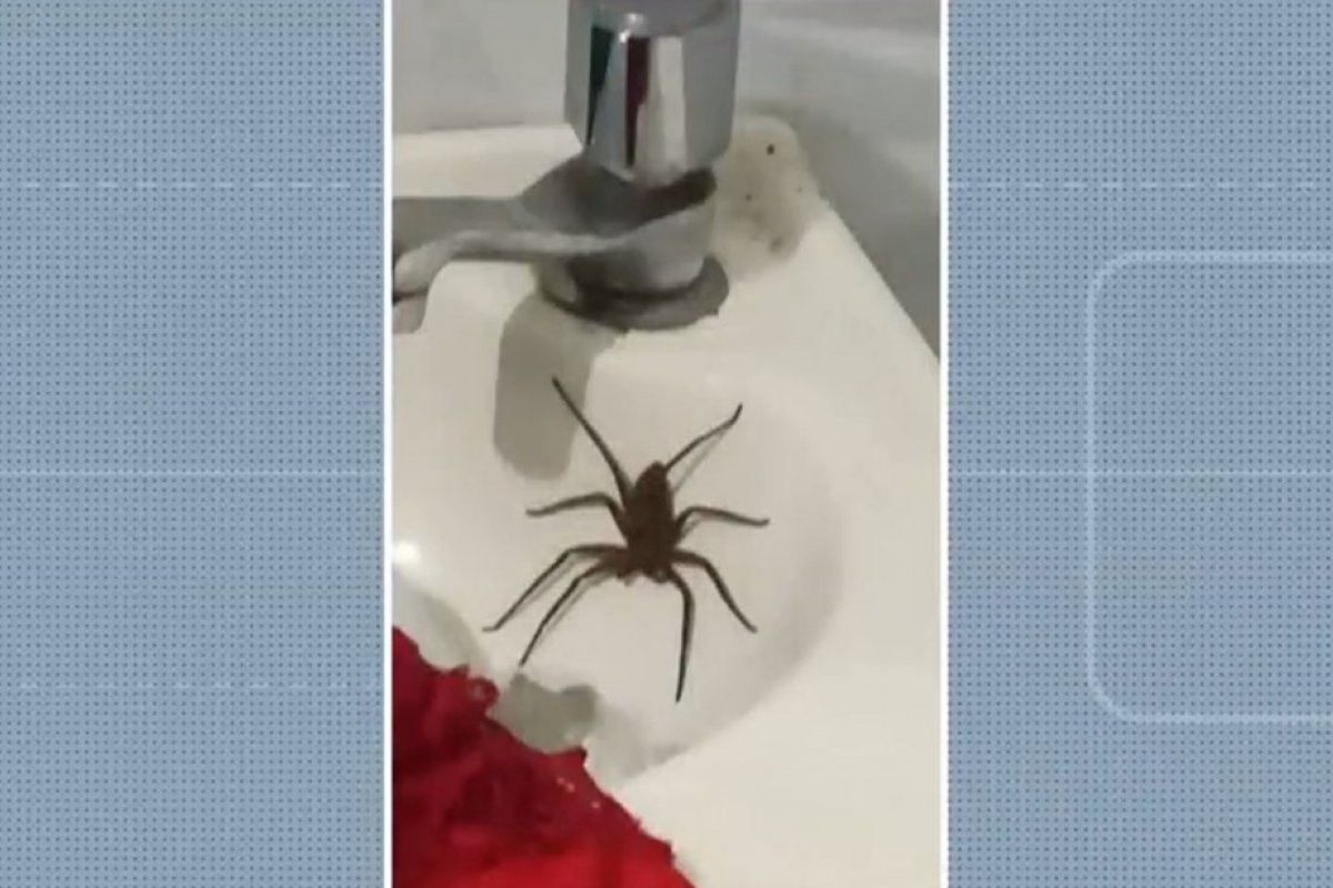 Mulher é internada após ser picada por aranha no bairro da Federação, em Salvador