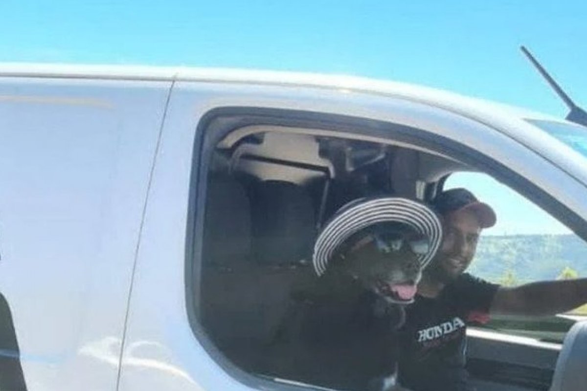 Cachorra de óculos e chapéu volta de férias após viralizar na internet