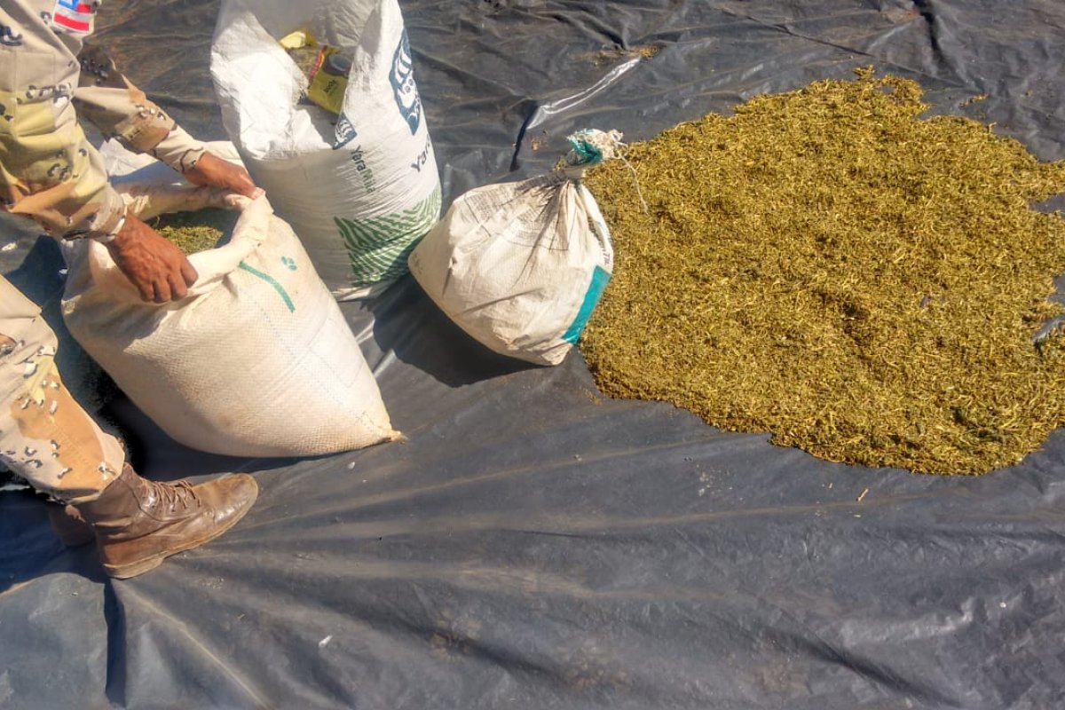 64 mil pés de maconha são apreendidas em duas cidades do interior da Bahia
