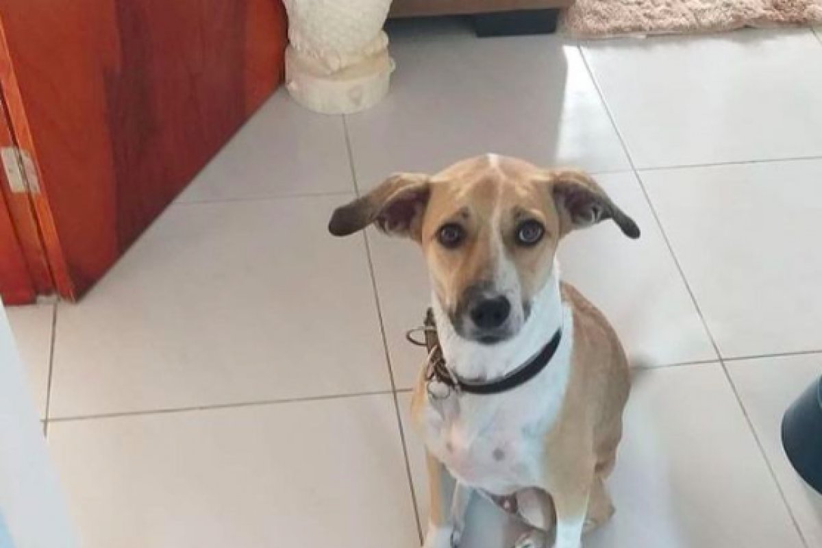 Justiça determina que Gol estadia de donos da cachorra que desapareceu no aeroporto de Guarulhos