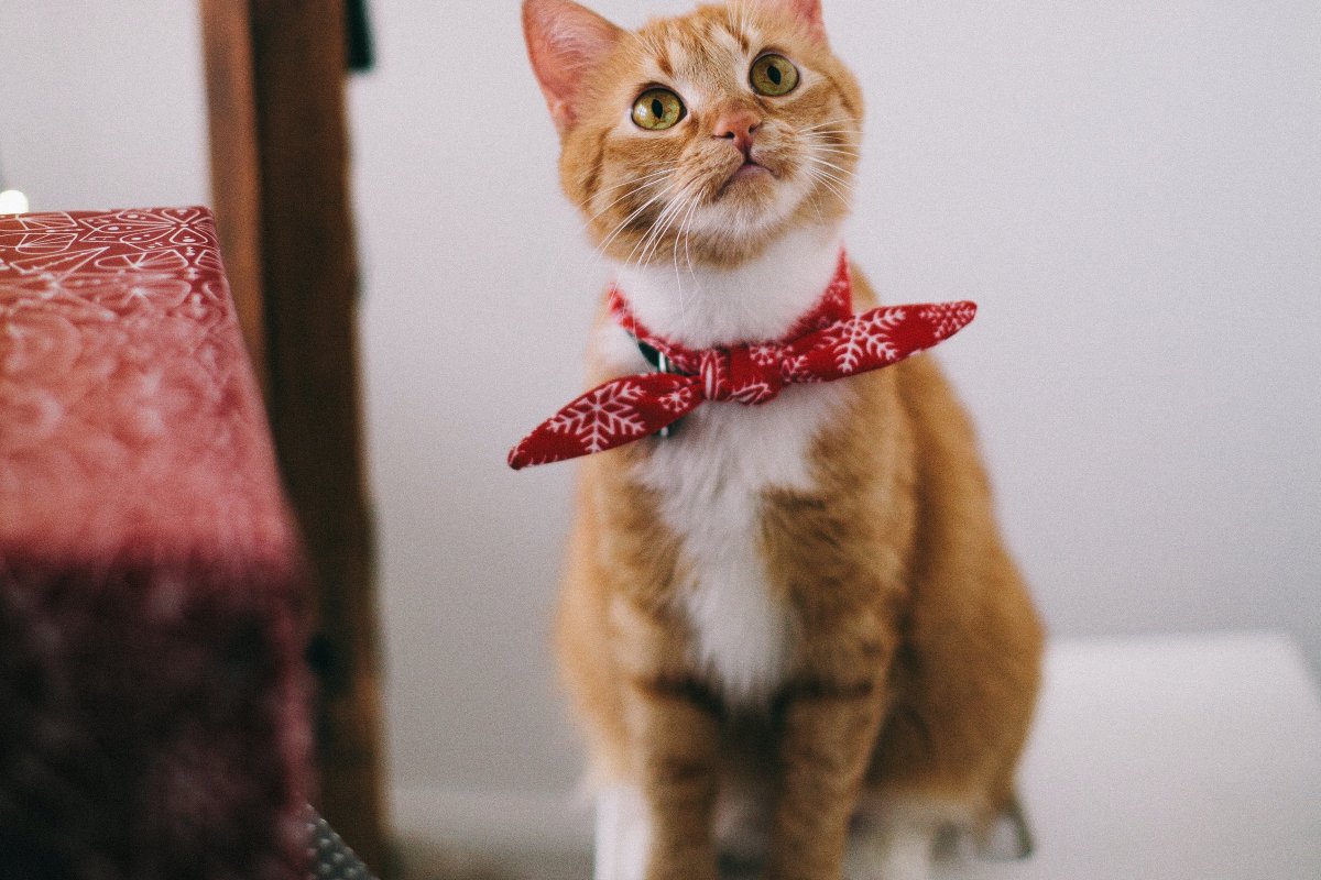 Especialista enumera dez dicas sobre o modo de vida dos gatos para seguir e viver bem em 2022