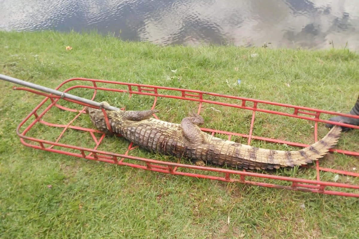 Jacaré com pernas amputadas é resgatado por bombeiros do 2°GBM