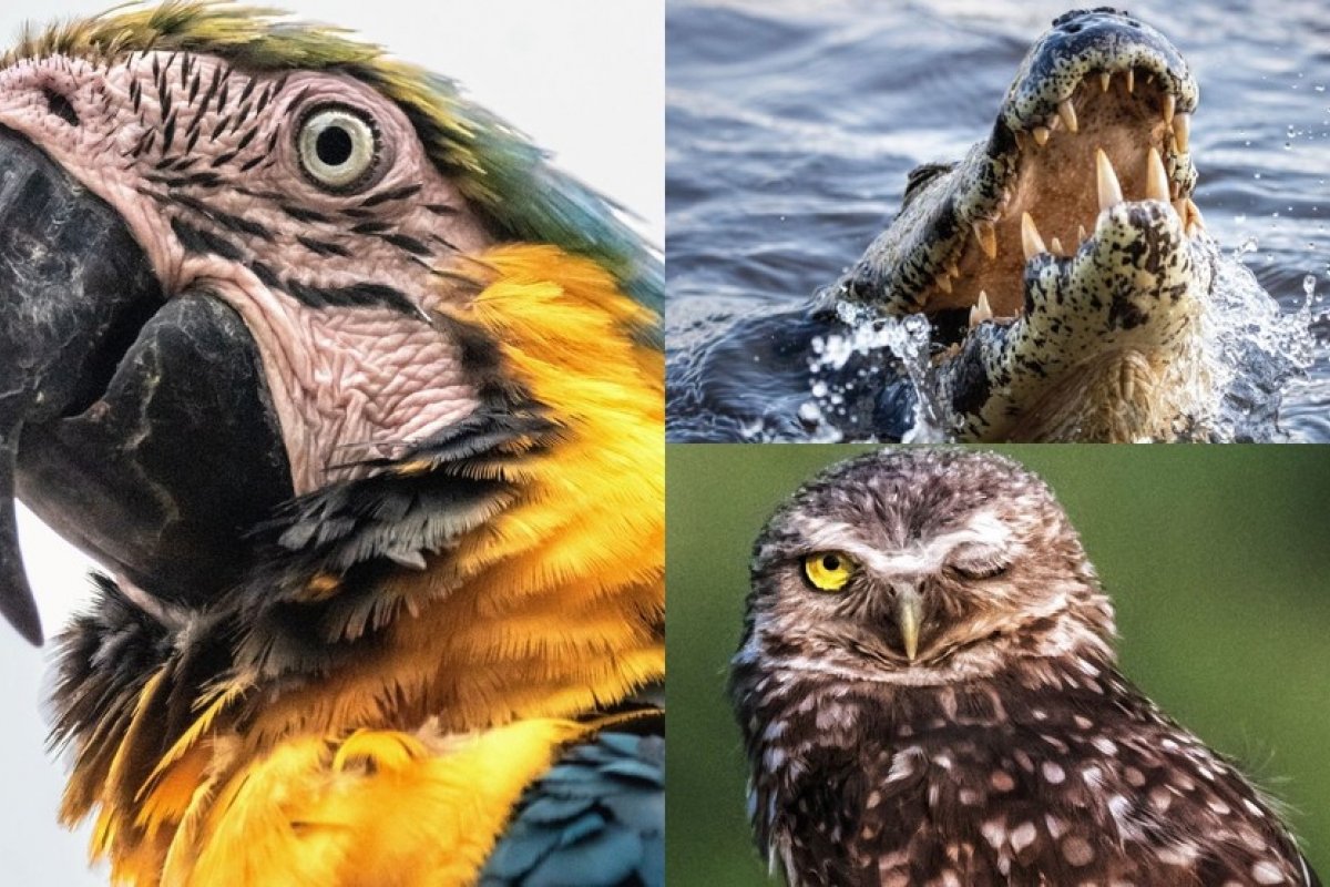 Americano conhece Pantanal e registra flagrantes exclusivos da fauna pantaneira