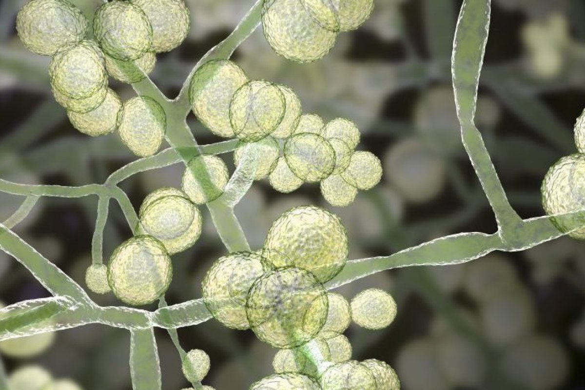 Anvisa confirma novo caso do fungo Candida auris no país