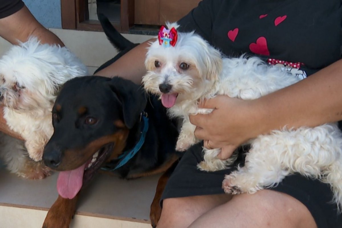 Vídeo: Rottweiler salva outros dois cães durante enchente em Barretos, SP