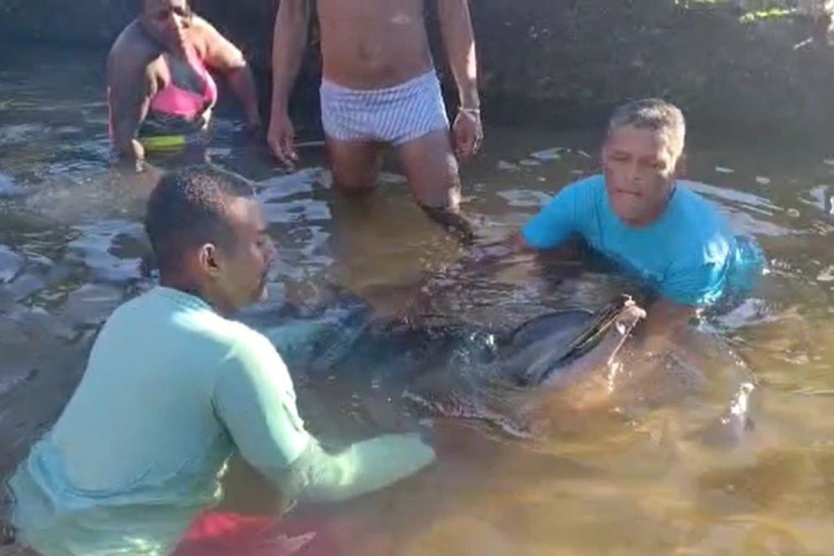 Golfinho é encontrado por banhistas em praia no Rio Vermelho