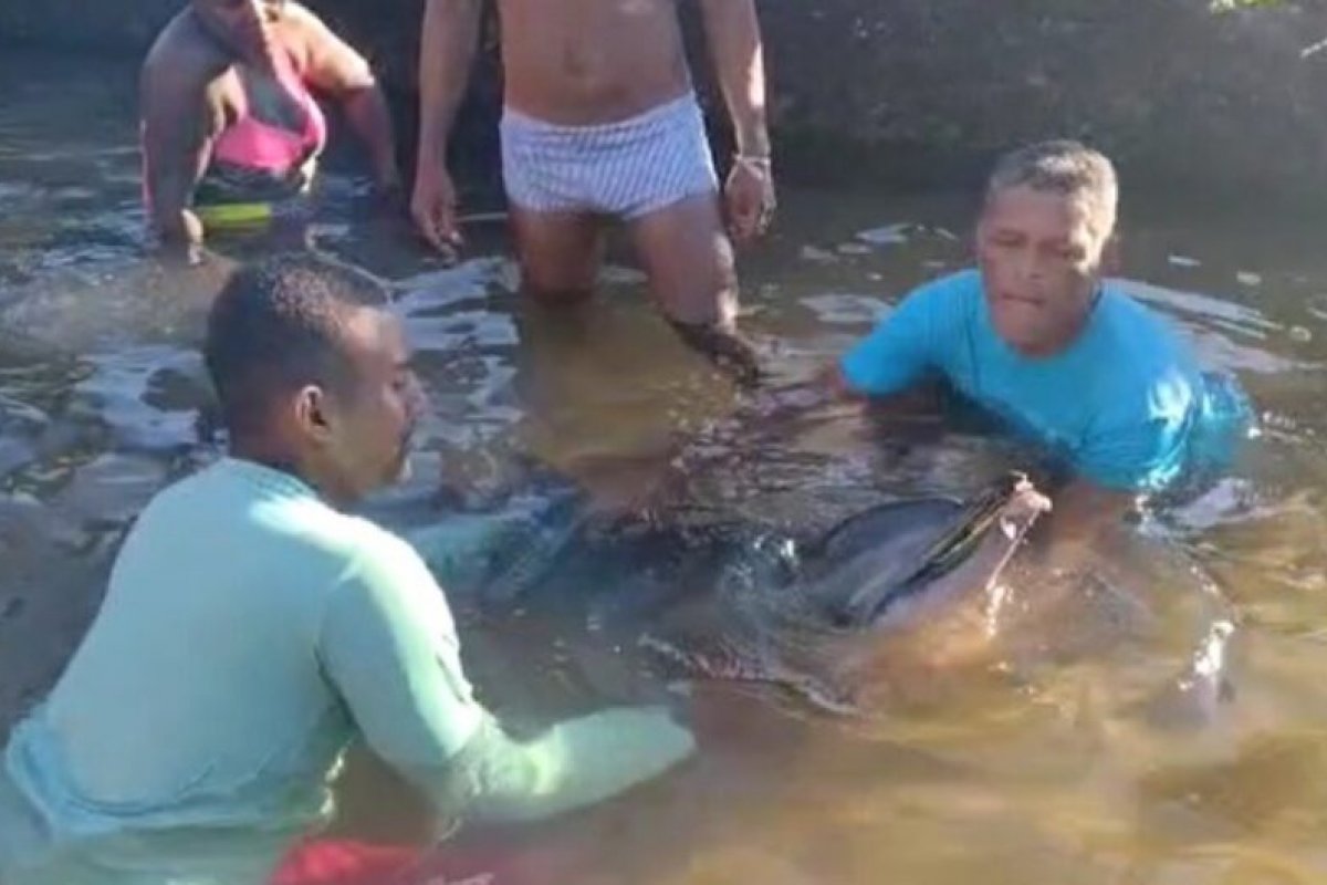 Golfinho que encalhou na praia da Paciência passa por tratamento no IMA