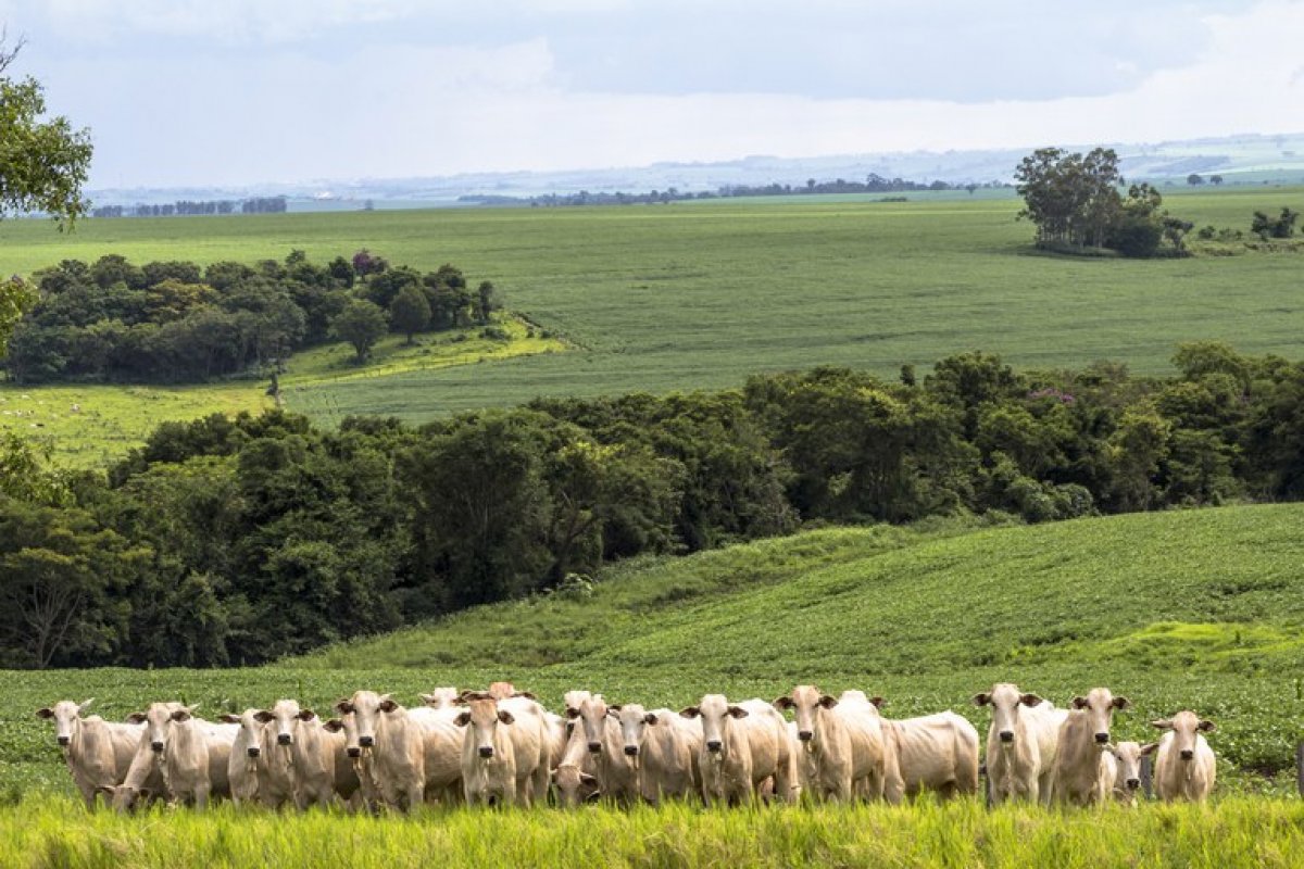 Produção agropecuária de 2021 registra alta de 10% e atinge R$ 1,129 trilhão