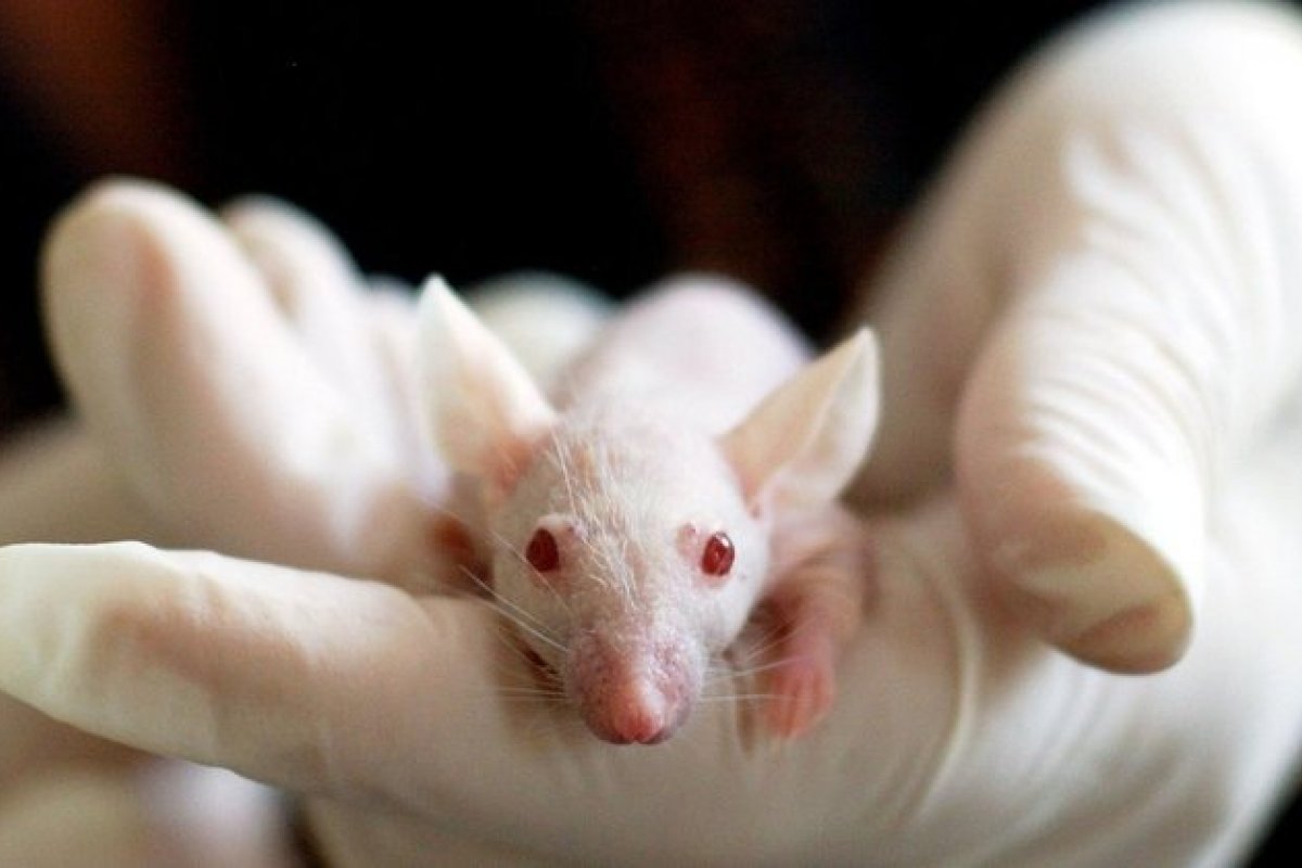 Resolução reconhece alternativas ao uso de animais em testes