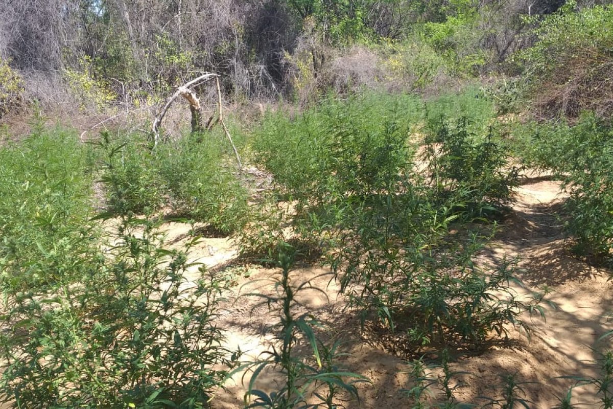 70 mil pés de maconha são incinerados no interior da Bahia