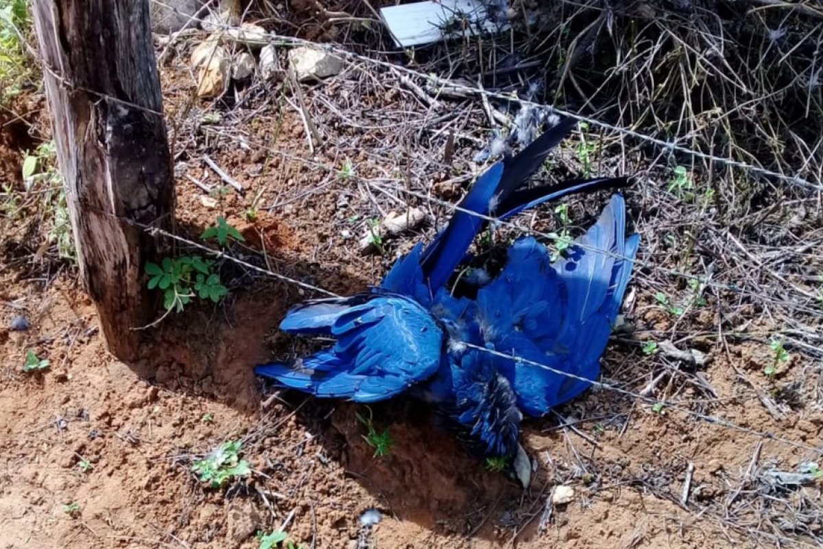 MP investiga se araras-azuis morreram eletrocutadas em municípios baianos